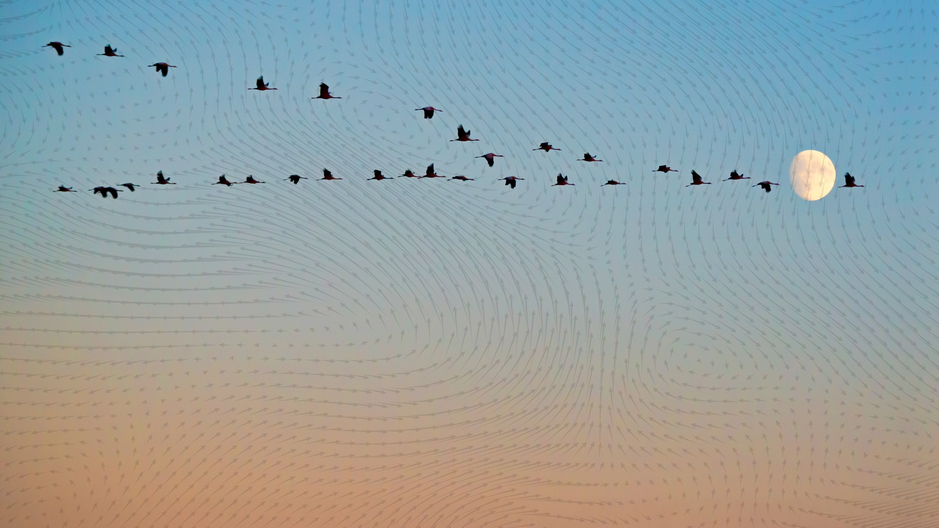 EMF-Strahlung stört den Flug der Zugvögel