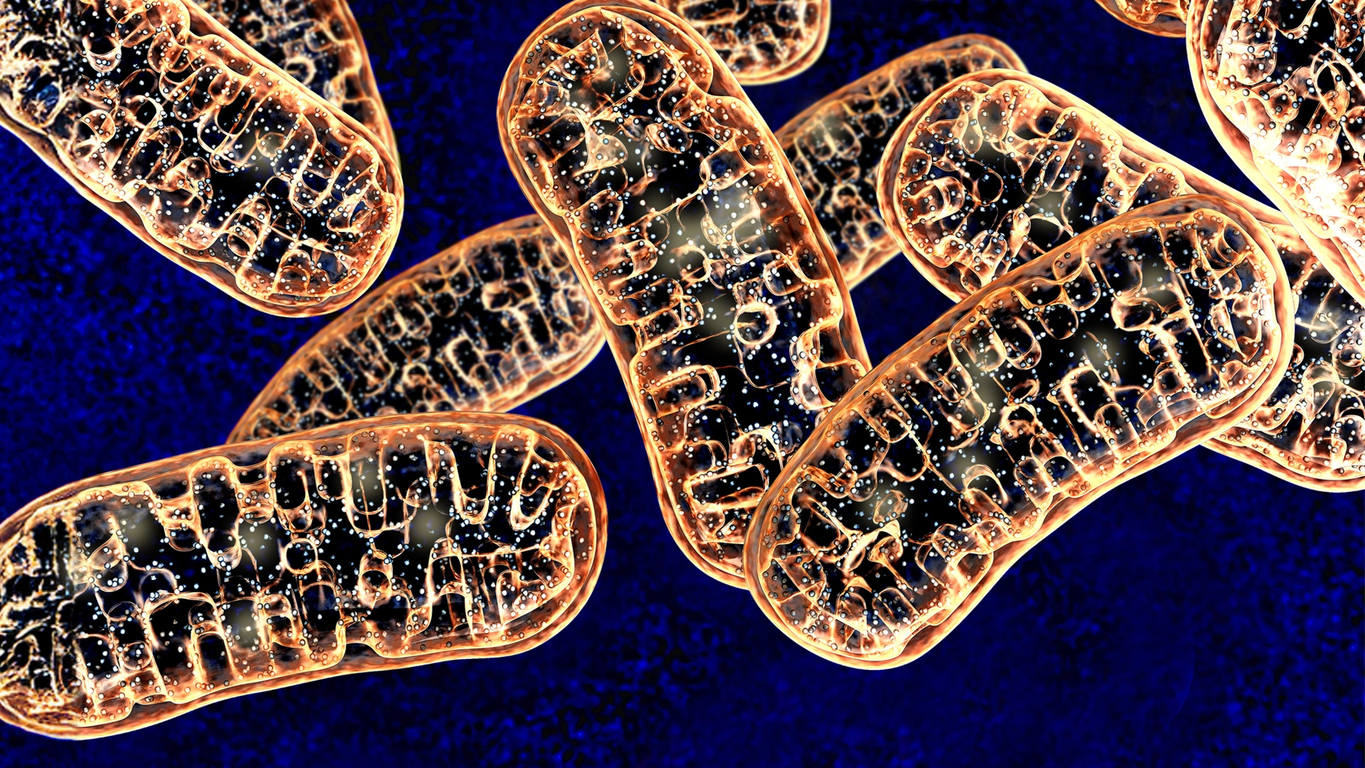 Mitochondrien